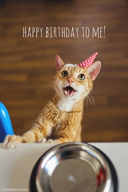 birthdaycat.jpg